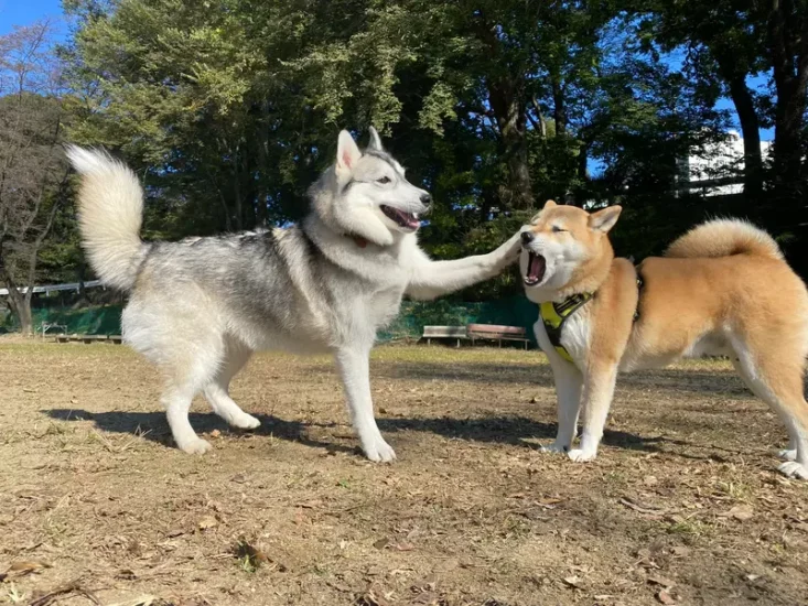 日本人议论“当哈士奇碰上其他狗狗”，距离感完全失控！柴犬显得一脸懵圈，不知如何应对！ - 奇趣星球报 - 奇趣星球报