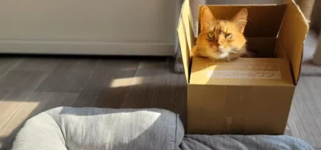 日本网友议论“学不乖的猫奴们”，买什么宠物床给猫咪都没用！终究比不上免费的纸箱！ - 我的世界基岩版中文站