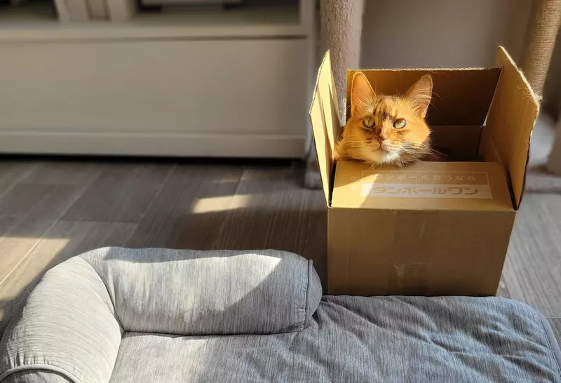 日本网友议论“学不乖的猫奴们”，买什么宠物床给猫咪都没用！终究比不上免费的纸箱！ - 我的世界基岩版中文站 - 我的世界基岩版中文站