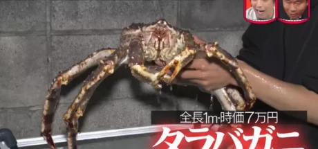 日本热门综艺“用螃蟹整蛊艺人”，家中突然冒出一只7万日圆的帝王蟹！你是会很开心享用美食，还是被吓死呢！ - 我的世界基岩版中文站