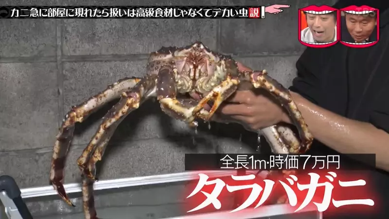 日本热门综艺“用螃蟹整蛊艺人”，家中突然冒出一只7万日圆的帝王蟹！你是会很开心享用美食，还是被吓死呢！ - 奇趣星球报 - 奇趣星球报
