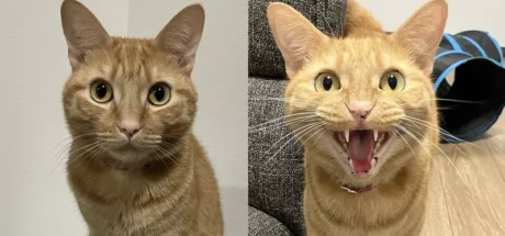 日本网友分享“宠物证件照的重要性”，猫咪饲主呼吁不要光拍捣蛋照！免得日后找房子被拒绝！ - 我的世界基岩版中文站