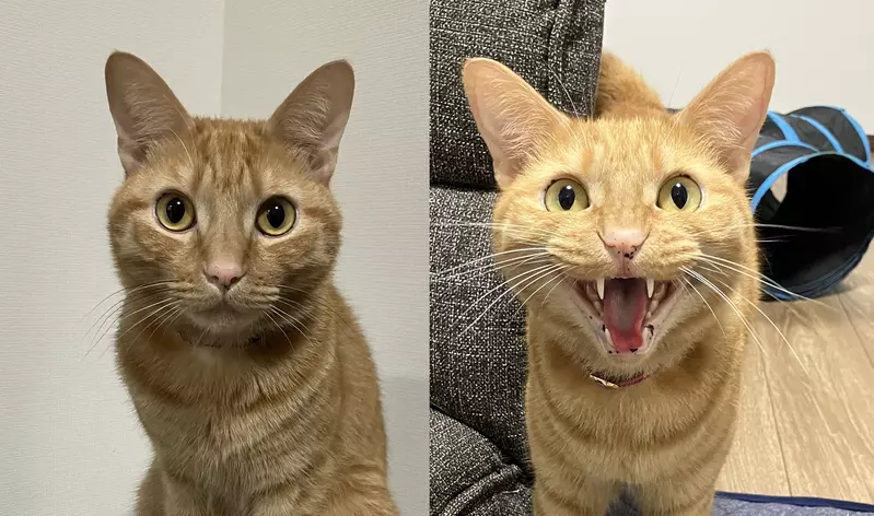 日本网友分享“宠物证件照的重要性”，猫咪饲主呼吁不要光拍捣蛋照！免得日后找房子被拒绝！ - 我的世界基岩版中文站 - 我的世界基岩版中文站