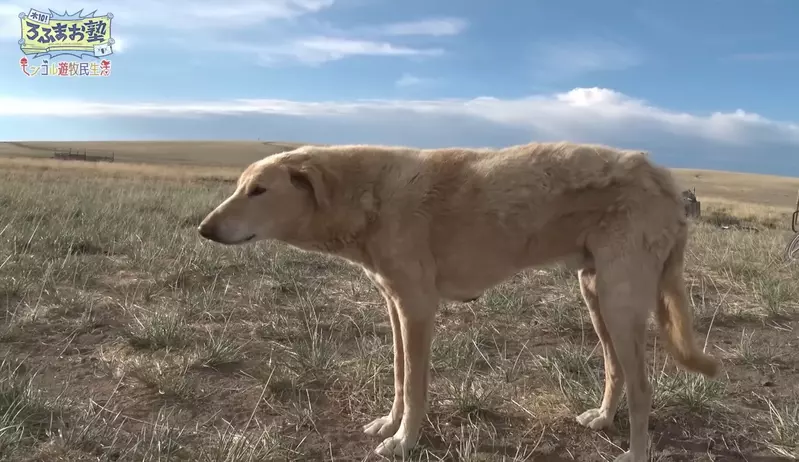 日本网友议论“蒙古犬火爆网络”，这只狗狗瞬间抓住网友们的心！上万人争相替它画粉丝插画！ - 奇趣星球报 - 奇趣星球报