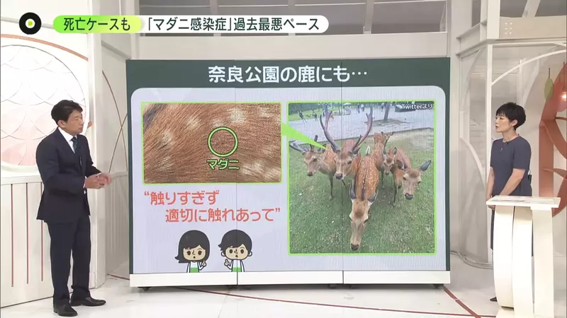 我的世界基岩版【】下载