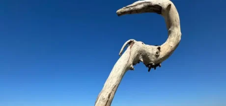 日本网友偶然捡到一根“造型奇特的木棒”，外形犹如浑然天成的法杖！许多人感叹，动漫里的魔法师都拿这种形状的武器！ - 我的世界基岩版中文站