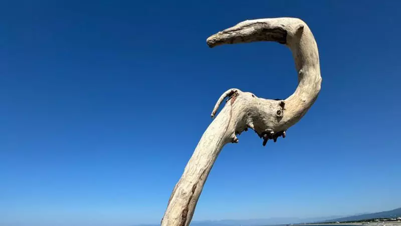 日本网友偶然捡到一根“造型奇特的木棒”，外形犹如浑然天成的法杖！许多人感叹，动漫里的魔法师都拿这种形状的武器！ - 我的世界基岩版中文站 - 我的世界基岩版中文站