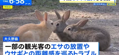 日本电视台探访“兔岛大久野岛”,喜欢兔兔的游客注意了!竹原市正考虑引入名为“访问税”的登岛费用! - 我的世界基岩版中文站