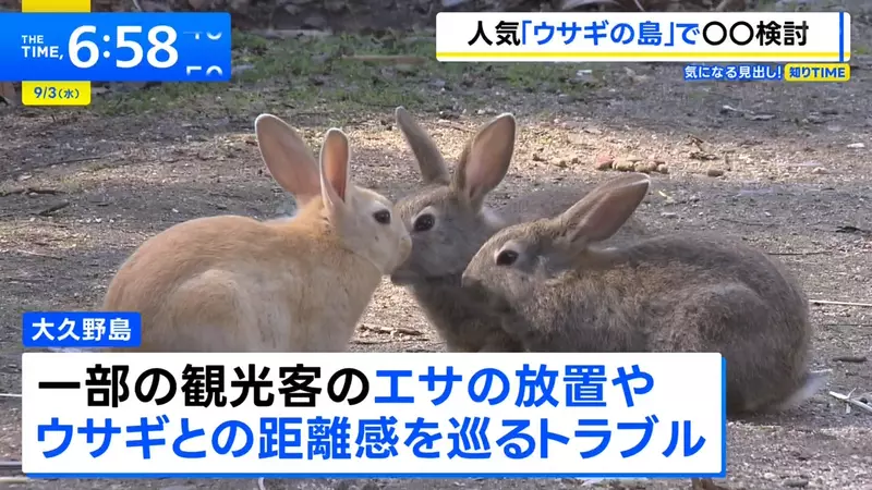 日本电视台探访“兔岛大久野岛”，喜欢兔兔的游客注意了！竹原市正考虑引入名为“访问税”的登岛费用！ - 奇趣星球报 - 奇趣星球报