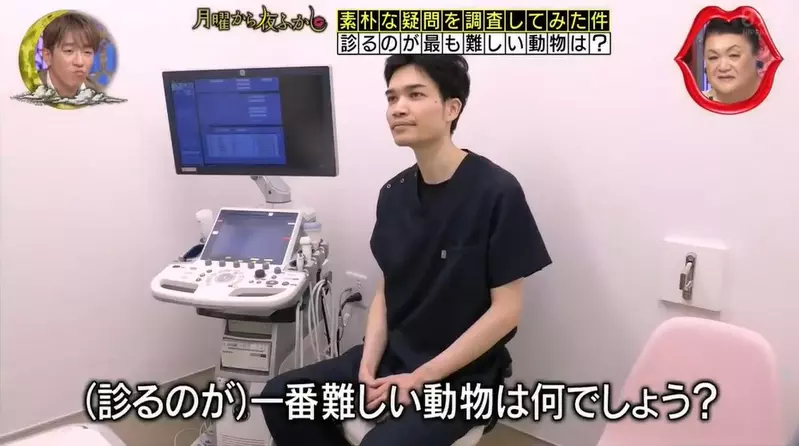 日本电视台调查“在兽医眼中哪种动物最难检查”,最后结论没想到竟是乌龟! - 奇趣星球报 - 奇趣星球报