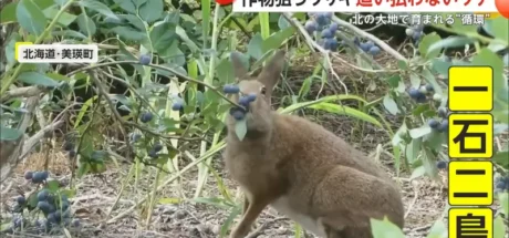 日本电视台探访“北海道蓝莓农场主”,看着兔子狂吃蓝莓却不驱赶!其实农民感激它们都来不及了! - 我的世界基岩版中文站
