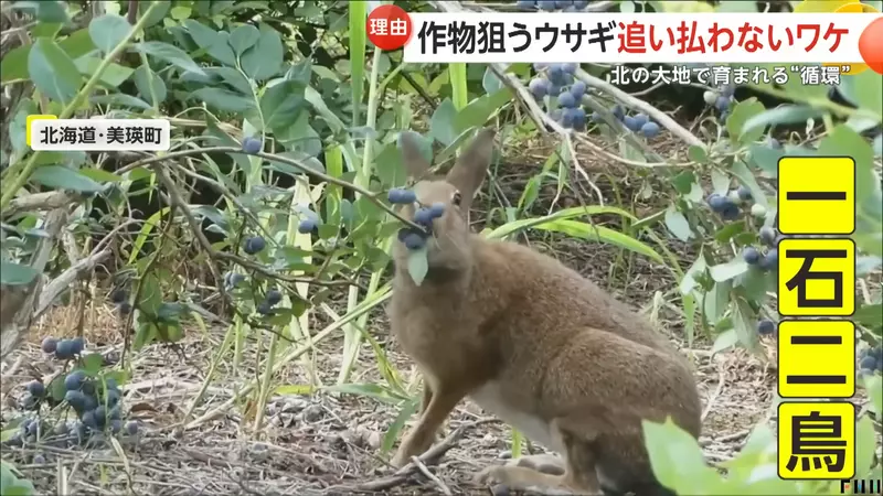 日本电视台探访“北海道蓝莓农场主”，看着兔子狂吃蓝莓却不驱赶！其实农民感激它们都来不及了！ - 奇趣星球报 - 奇趣星球报
