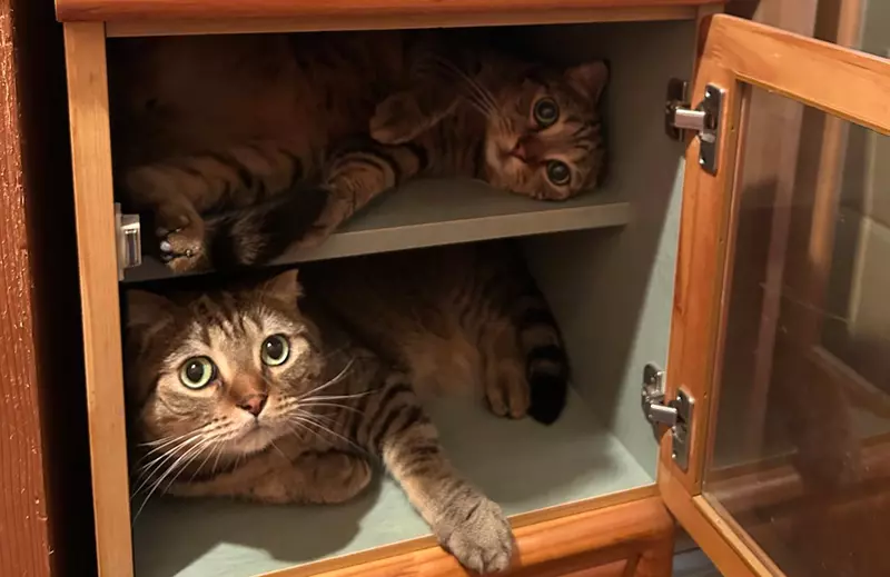 日本网友为爱猫制作“猫猫观景台”！倘若你家正好也是猫口众多，这样就可以合理利用柜子了！ - 奇趣星球报 - 奇趣星球报