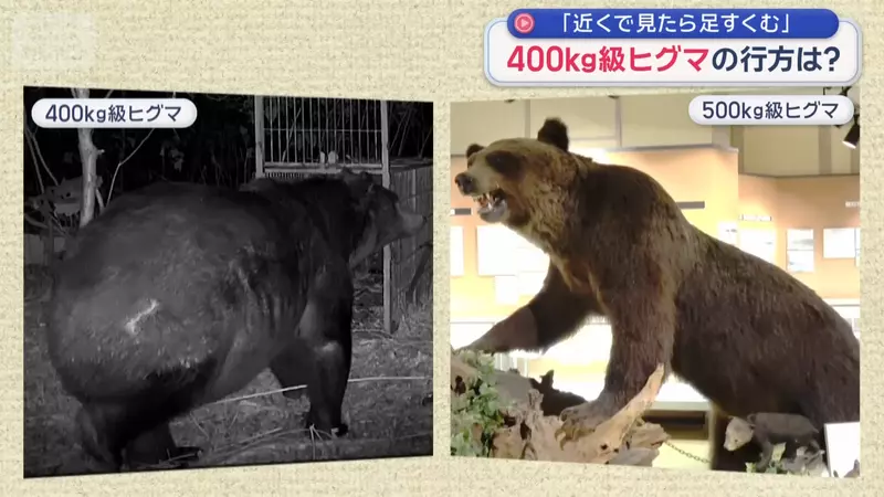 日本电视台探访”部分地区有巨大棕熊出没“,400公斤体型大到令人难以置信!甚至令人不禁为之捏了一把汗! - 我的世界基岩版中文站