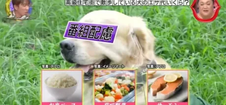 日本电视台调查“高级住宅区宠物的伙食费”，不夸张的说！甚至吃得比人还要好！ - 我的世界基岩版中文站