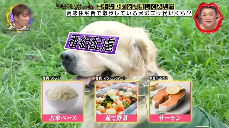 日本电视台调查“高级住宅区宠物的伙食费”,不夸张的说!甚至吃得比人还要好! - 奇趣星球报 - 奇趣星球报