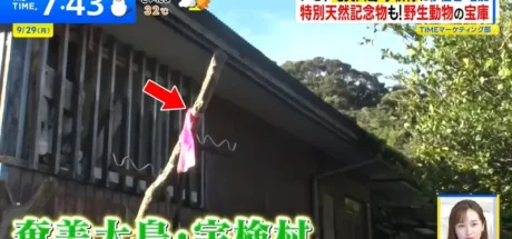 日本电视台探访“离岛的神秘习俗”,路边经常会出现绑着粉红布条的棒子!其实这是让你保命的用心棒! - 我的世界基岩版中文站