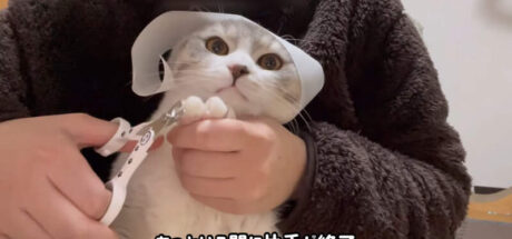 日本网友实验”在猫猫头上放除尘滚轮胶纸“，这样猫咪就会乖乖待着！连剪指甲都变得异常顺利！ - 奇趣星球报
