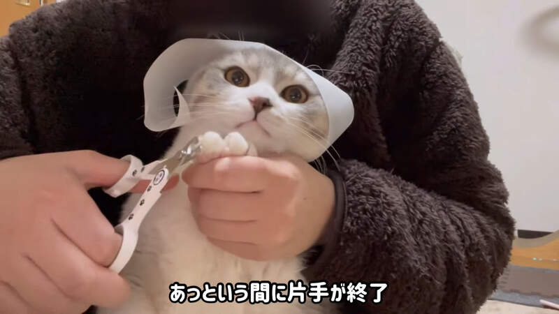 日本网友实验”在猫猫头上放除尘滚轮胶纸“，这样猫咪就会乖乖待着！连剪指甲都变得异常顺利！ - 奇趣星球报