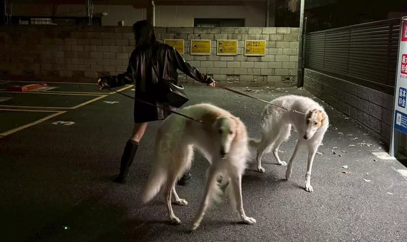 日本网友议论“俄罗斯猎狼犬人气飙升”，合影照片因为动作太有气势气场十足！甚至被恶搞成了游戏中的反派训犬师，掀起了一波趣味潮流！ - 奇趣星球报 - 奇趣星球报