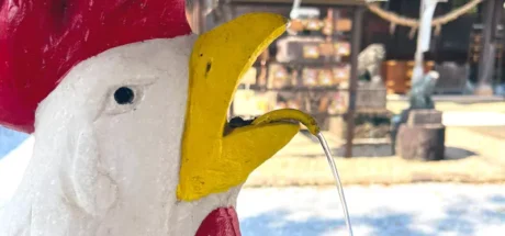 日本栃木市奇妙的鸡神社，神社范围内竟“严禁食用鸡肉和鸡蛋”！神职人员甚至自古沿袭，代代都不沾鸡肉或鸡蛋！ - 奇趣星球报