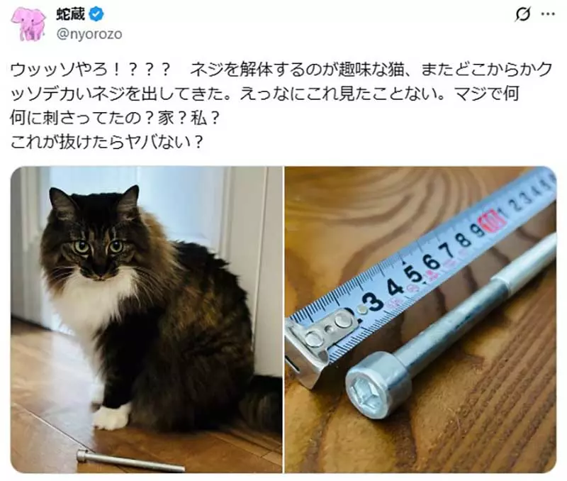 《漫画家蛇藏》家中的猫咪突然叼来超大根螺丝 急问网友可能是从哪里冒出来？