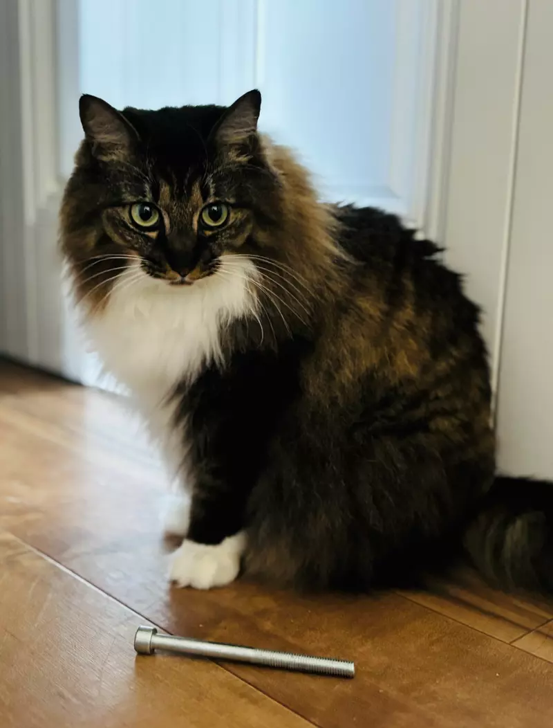 《漫画家蛇藏》家中的猫咪突然叼来超大根螺丝 急问网友可能是从哪里冒出来？