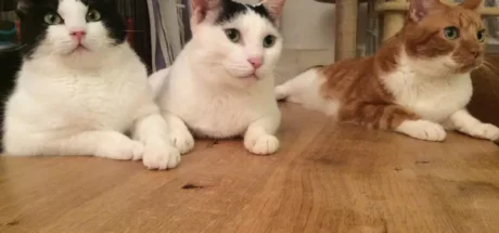 日本网友分享“与猫同住的灾情实录”，尽管日常生活里经常高冷无视人类！但还是觉得猫猫超可爱！ - 奇趣星球报