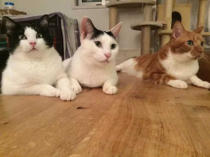 日本网友分享“与猫同住的灾情实录”，尽管日常生活里经常高冷无视人类！但还是觉得猫猫超可爱！ - 奇趣星球报 - 奇趣星球报