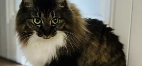 日本漫画家分享“家中猫咪突然叼来超大螺丝”，他赶紧在网上发帖求助！希望网友帮忙推测，这个螺丝可能掉落自家中哪个角落！ - 我的世界基岩版中文站