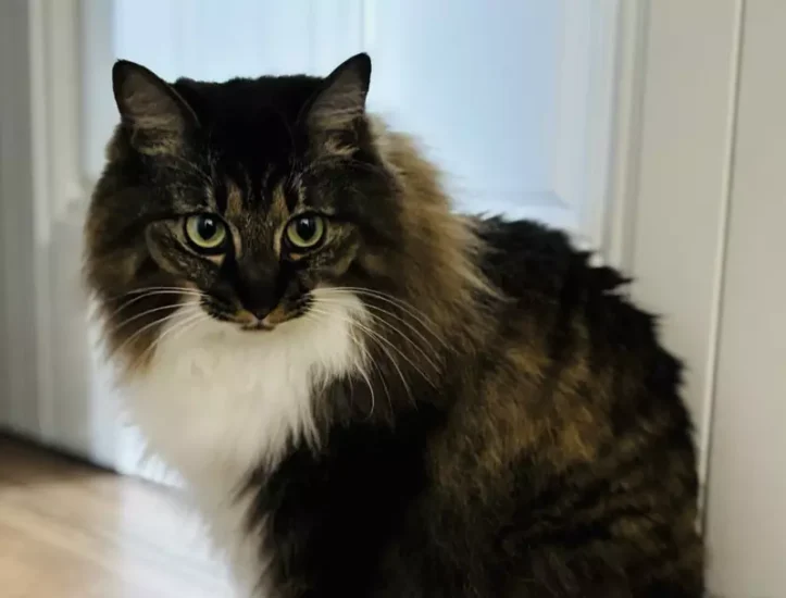 日本漫画家分享“家中猫咪突然叼来超大螺丝”，他赶紧在网上发帖求助！希望网友帮忙推测，这个螺丝可能掉落自家中哪个角落！ - 我的世界基岩版中文站 - 我的世界基岩版中文站