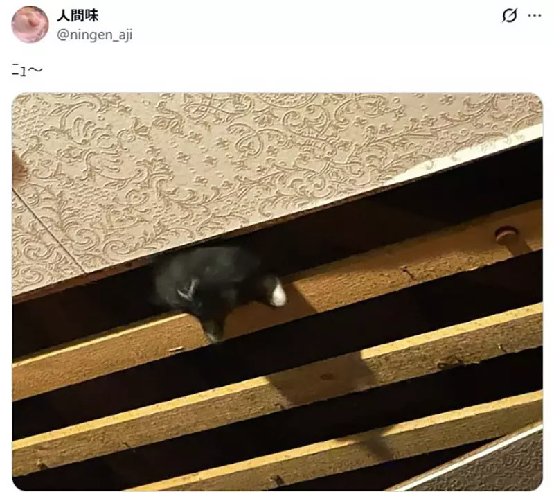 日本猫主人的天花板灾难！你家猫咪也这么能“拆家”吗？