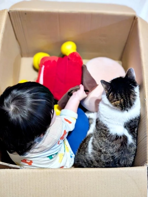 猫和孩子编织的“和平世界”　在纸箱中展开的充满爱的景象获得2.2万个点赞　“光看着就忍不住笑”“秘密基地”