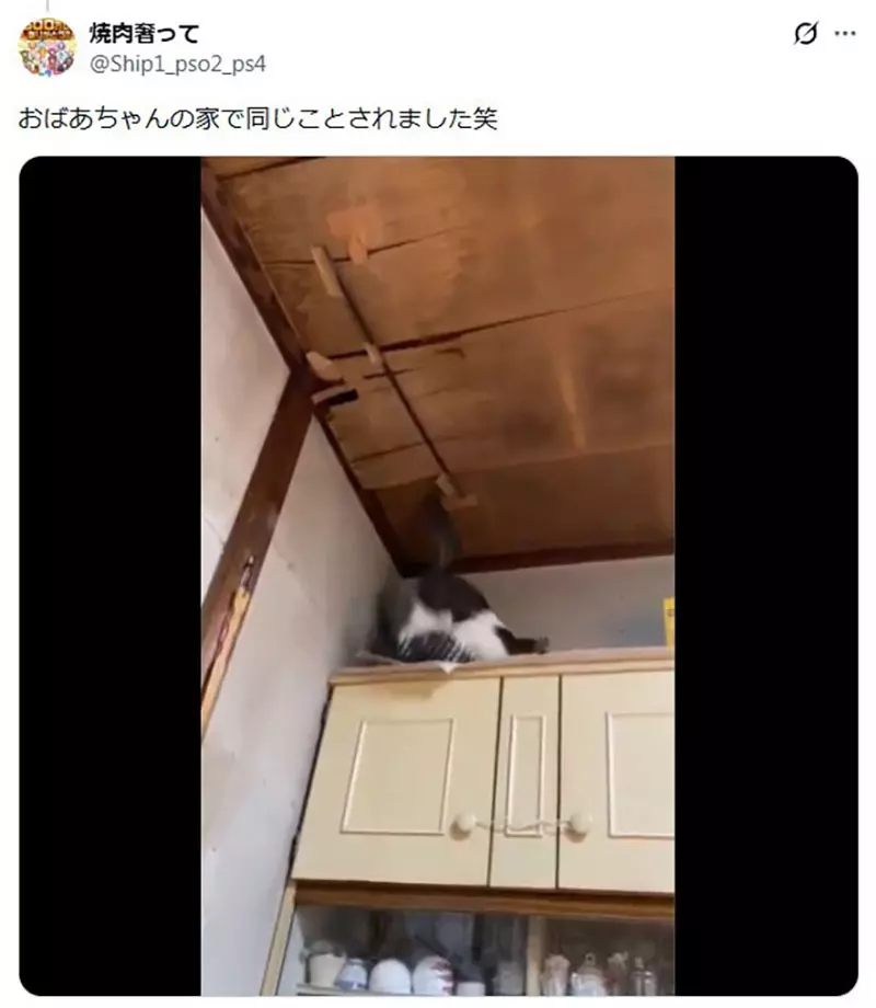 日本猫主人的天花板灾难！你家猫咪也这么能“拆家”吗？