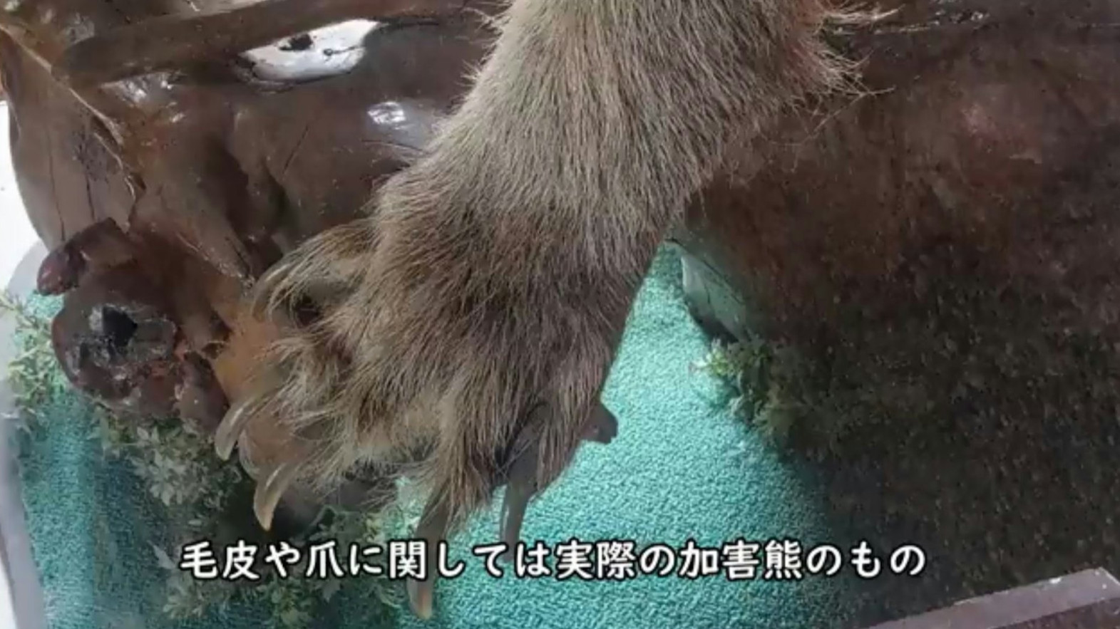 图片[5] - 日本北海道“45年前曾发生恶性熊害意外”！专家事后指出因缺乏经验没能及时撤离，才最终酿成了悲剧！ - 奇趣星球报 - 奇趣星球报