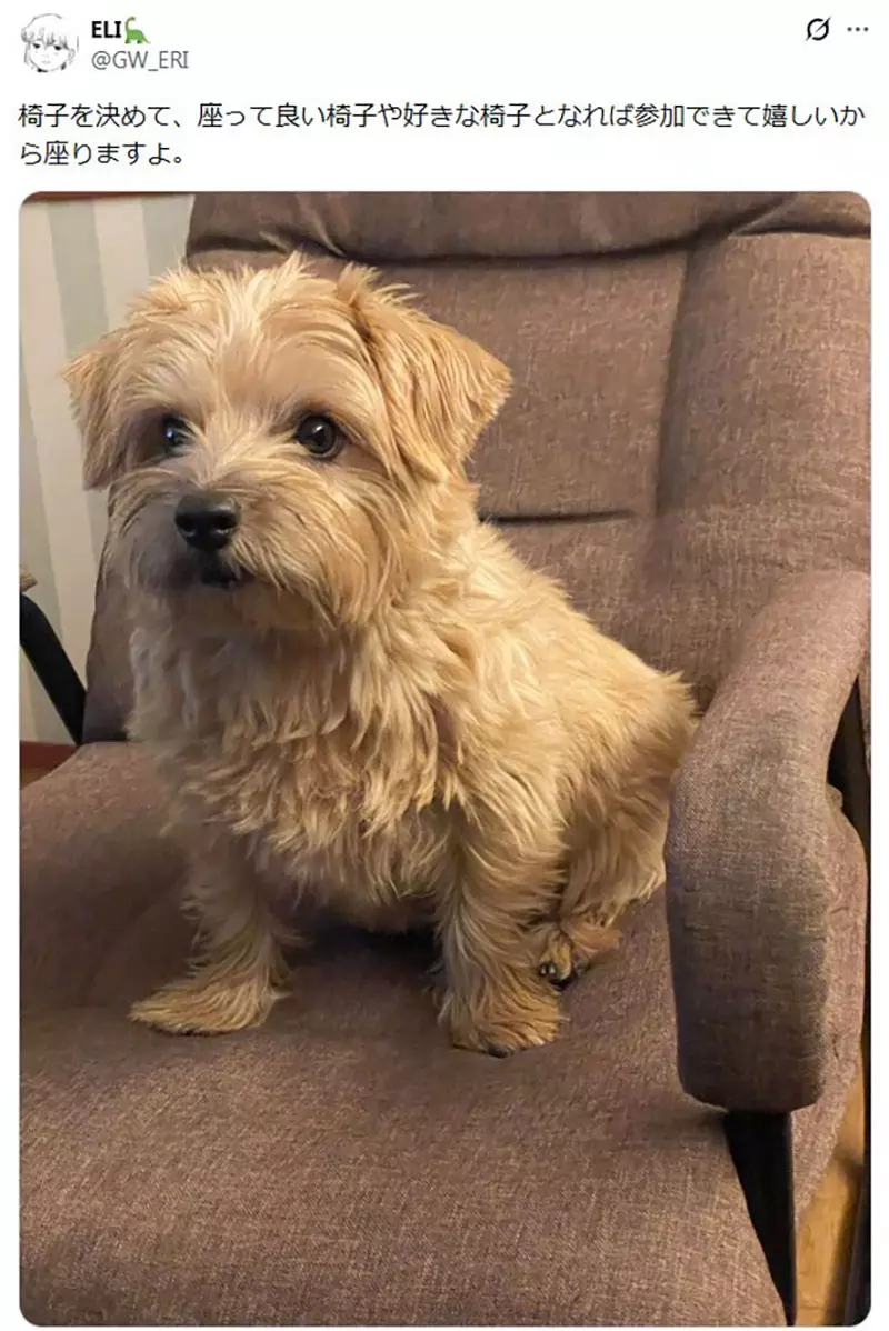 坐在椅子上《乖乖被拍照的狗》日本网友好奇这种狗狗真的很多吗? 坐在椅子上《乖乖被拍照的狗》日本网友好奇这种狗狗真的很多吗?