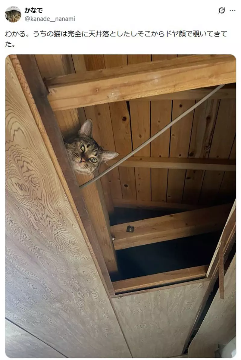 日本猫主人的天花板灾难！你家猫咪也这么能“拆家”吗？