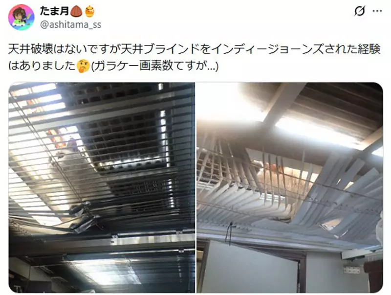 日本猫主人的天花板灾难！你家猫咪也这么能“拆家”吗？
