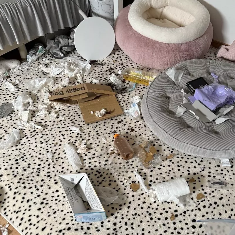 我的世界基岩版【】下载