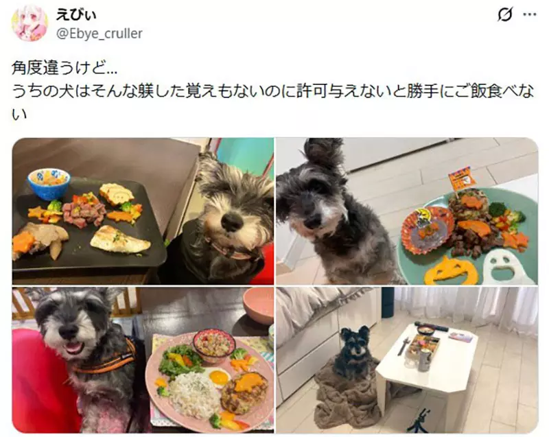 坐在椅子上《乖乖被拍照的狗》日本网友好奇这种狗狗真的很多吗? 坐在椅子上《乖乖被拍照的狗》日本网友好奇这种狗狗真的很多吗?