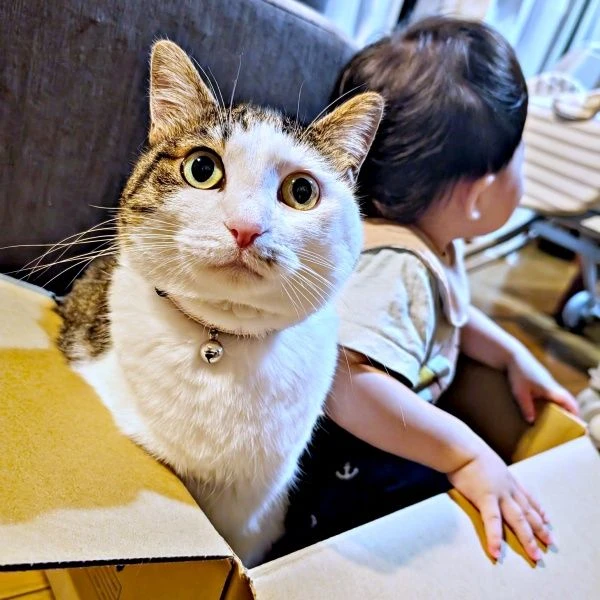 猫和孩子编织的“和平世界”　在纸箱中展开的充满爱的景象获得2.2万个点赞　“光看着就忍不住笑”“秘密基地”