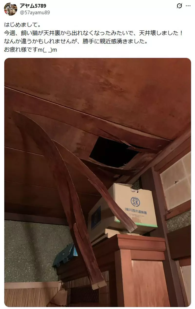 日本猫主人的天花板灾难！你家猫咪也这么能“拆家”吗？