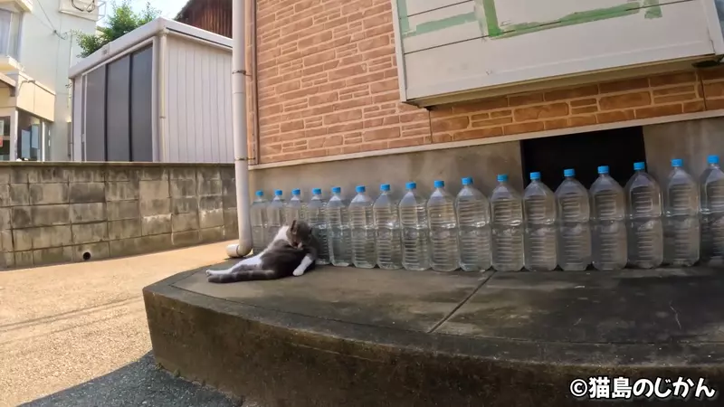 日本驱猫偏方《宝特瓶装水》根本没用为什么还是这么多人做？