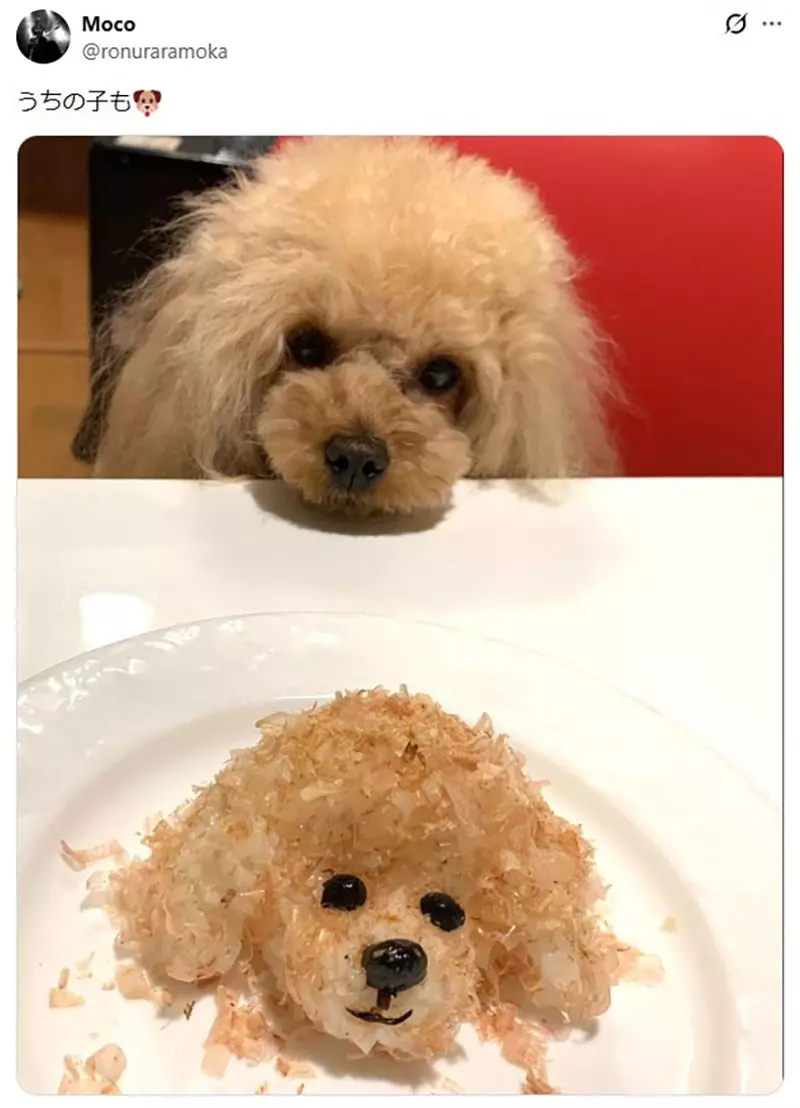 坐在椅子上《乖乖被拍照的狗》日本网友好奇这种狗狗真的很多吗? 坐在椅子上《乖乖被拍照的狗》日本网友好奇这种狗狗真的很多吗?