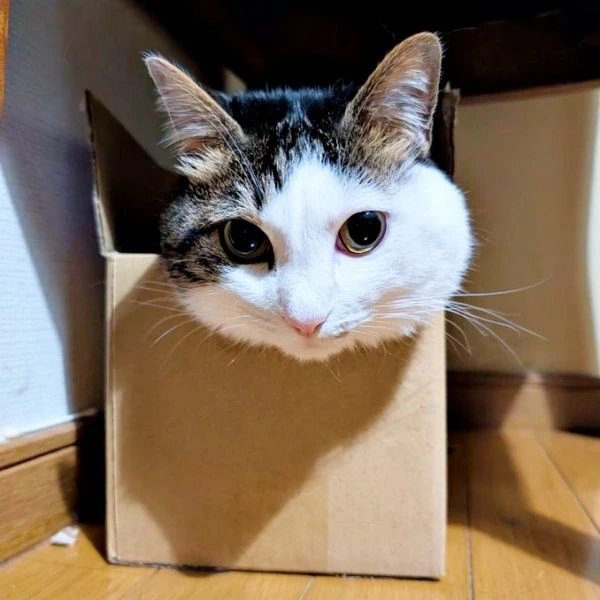 猫和孩子编织的“和平世界”　在纸箱中展开的充满爱的景象获得2.2万个点赞　“光看着就忍不住笑”“秘密基地”