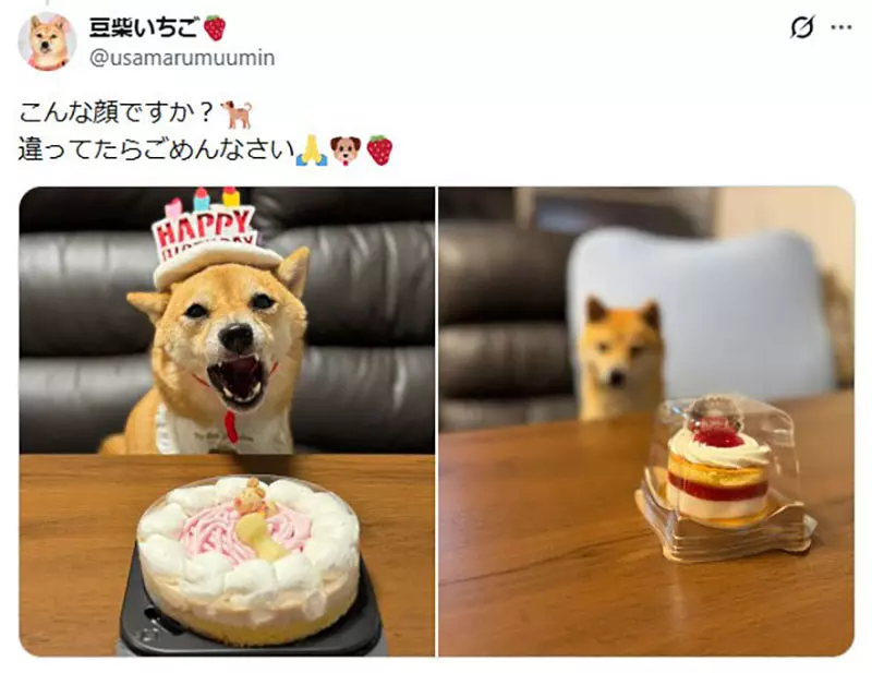 坐在椅子上《乖乖被拍照的狗》日本网友好奇这种狗狗真的很多吗? 坐在椅子上《乖乖被拍照的狗》日本网友好奇这种狗狗真的很多吗?