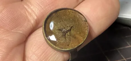 日本模型师用树脂封存”咬过自己的蚊子“!简直如同真实版侏罗纪公园! - 奇趣星球报