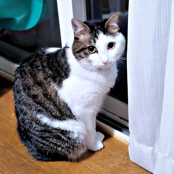 猫和孩子编织的“和平世界”　在纸箱中展开的充满爱的景象获得2.2万个点赞　“光看着就忍不住笑”“秘密基地”