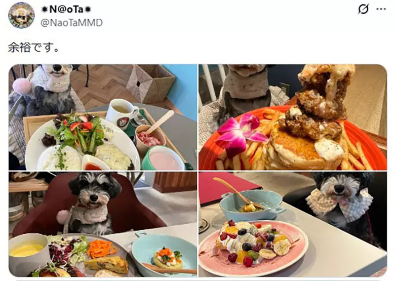 坐在椅子上《乖乖被拍照的狗》日本网友好奇这种狗狗真的很多吗? 坐在椅子上《乖乖被拍照的狗》日本网友好奇这种狗狗真的很多吗?