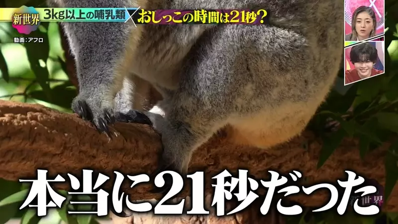 日本电视台探讨“搞笑诺贝尔奖”，专家验证体重超过3公斤的哺乳动物，排尿时长真的能控制在21秒左右吗！ - 奇趣星球报 - 奇趣星球报